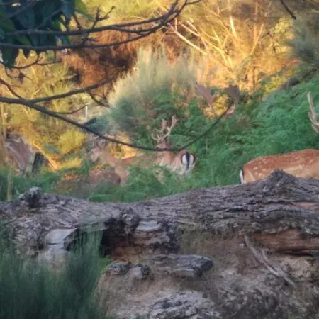 Apartmán Quinta Do Borges *