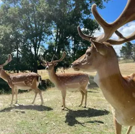 Quinta Do Borges Apartamento