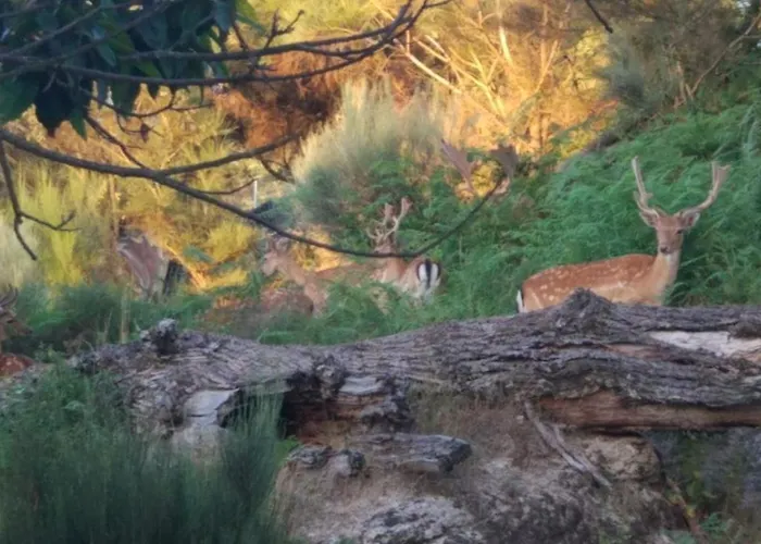 Apartman Quinta Do Borges *