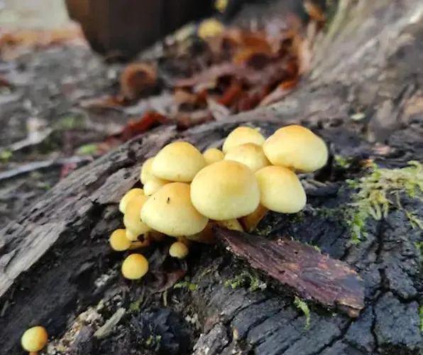 Quinta Do Borges Apartman